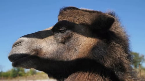 Porträt eines niedlichen Kamels im Zoo unter dem Sonnenlicht auf blauem Himmelshintergrund