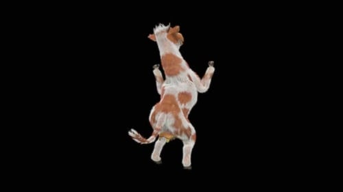 Dancing Brown and White Cow 3D Animation Loop