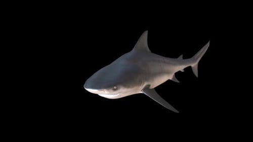Shark Swimming With Alpha Channel