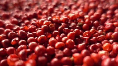Pile of Fresh Red Peppercorns