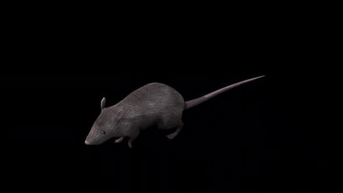 Brown Rat Walk Top Angle Front