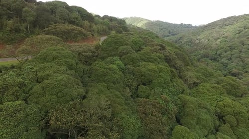 Aerial view of a forest and a road