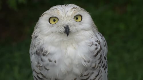 White arctic owl