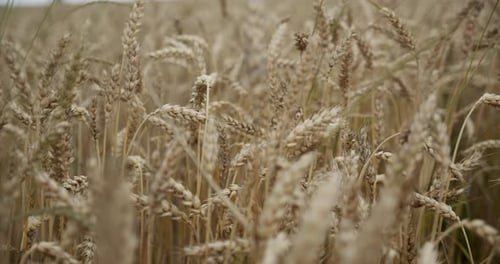 Ripe Ears Of Wheat On The Field At Sunset