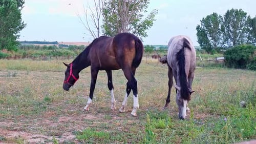 Grazing Horse 4K