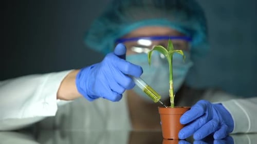 Biologist Injecting Liquid in Plant, Breeding Experiment, Fertility Improvement