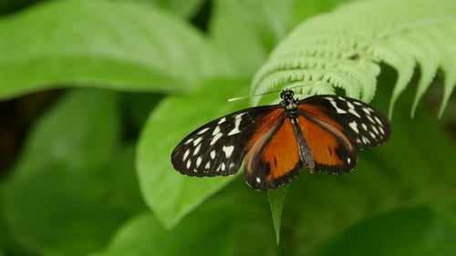 Butterflies