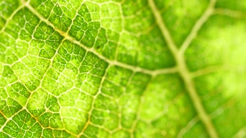 Green Leaf Analysis