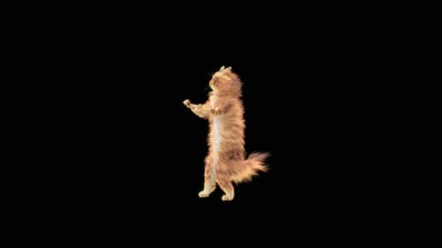 63 Katze: Tanzen HD