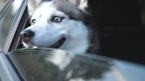 Close Up of Young Siberian Husky Dog Looking Out From the Window of Moving Car During Trip