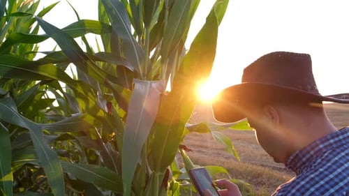 Farmer in Cornfield at Sunset Checking Phone