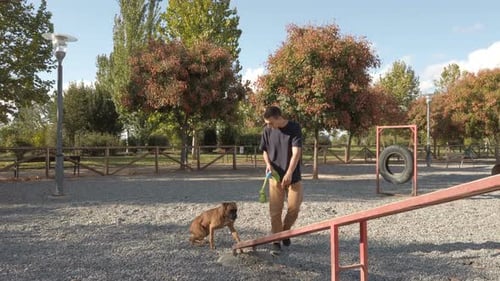 Young man playing and training with a dog. Brown boxer dog