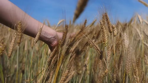 Handberührende Frau mit Weizenkopf im Feld.