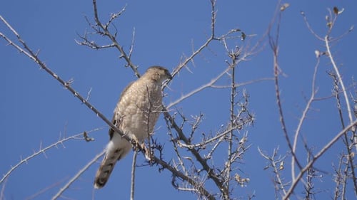 Cooper's Hawk prend son envol au Ralenti