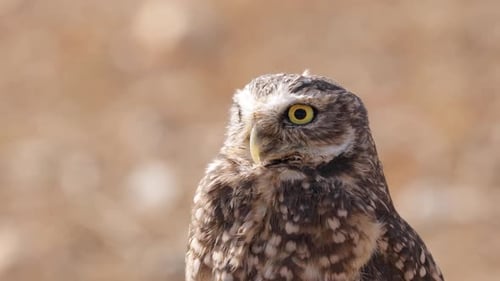 Burrowing Owl in His Hole