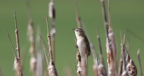 Small Bird Singing Perched on Cattail