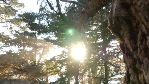 Lace Lichen Moss Hanging Tree in Deep Forest