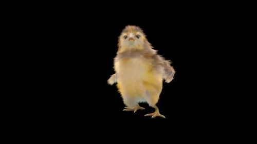 Adorable Isolated Baby Chick Animated Dance