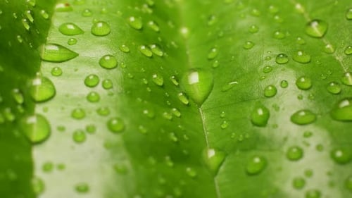 Grünes Blatt in der Natur