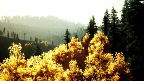 Coucher de soleil radieux dans les montagnes avec la forêt