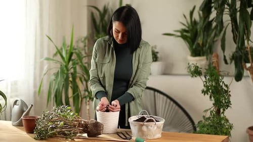 Woman putting fibre soil by hands, transplanting Crassula plant into new pot at home