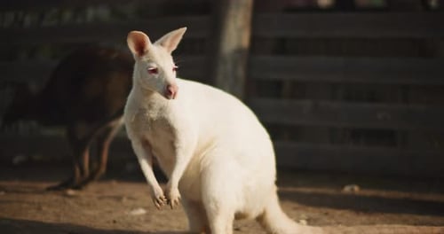 Nahaufnahme eines erwachsenen Albino-Rothals-Wallaby auf einer Farm