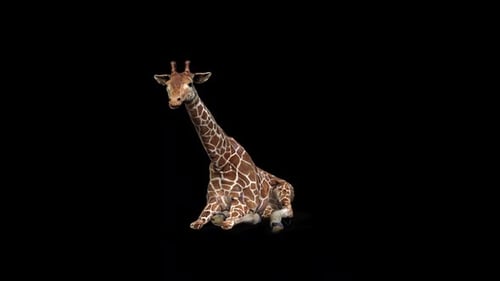 Giraffen-Sitz