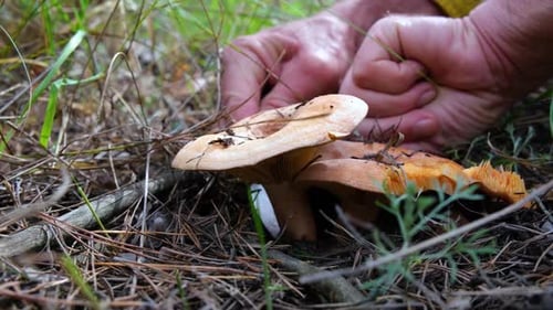 Mushroom picker in the forest cuts mushrooms with a knife