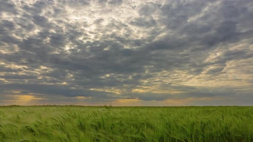 Ciel Théâtral au-dessus d'un champ de seigle vert