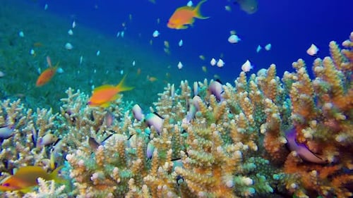 Underwater Sea Coral Reef