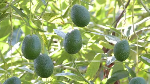 Natural Avocados Hanging