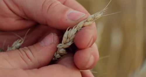 The Farmer Inspects the Harvest in the Wheat Field