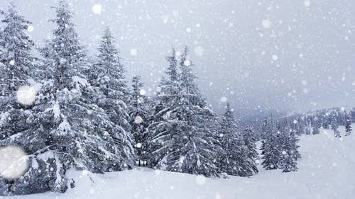 Beautiful Fluffy Snow on Tree Branches