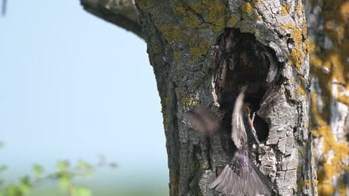 Songbird, Common Starling, Sturnus vulgaris in the wild