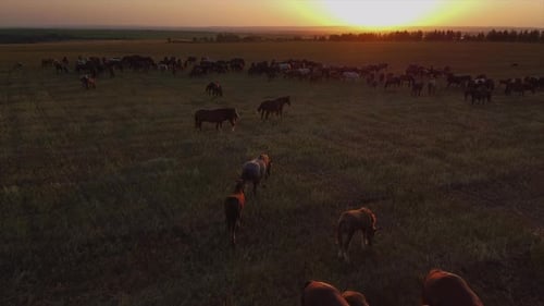 Herd of Horses Grazing on Meadow