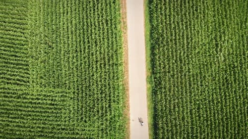 Cyclist Riding Through Cornfield Aerial View