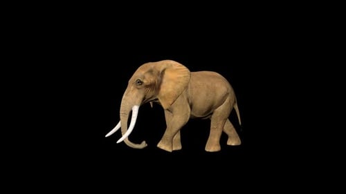 4K Circus Kleine Elefantenwanderung