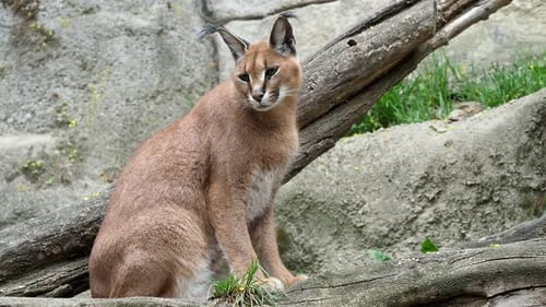 Karakal (Caracal caracal) oder afrikanischer Luchs mit langen Büschelohren