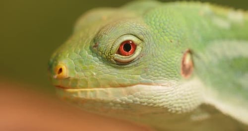 Close Up of a Green Lizard Head