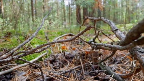 Heap of Dry Fallen Tree Branches on Ground in Green Forest