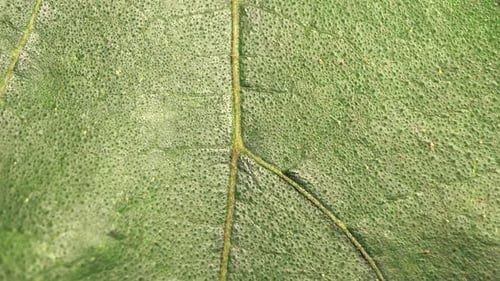 Green Leaf Analysis