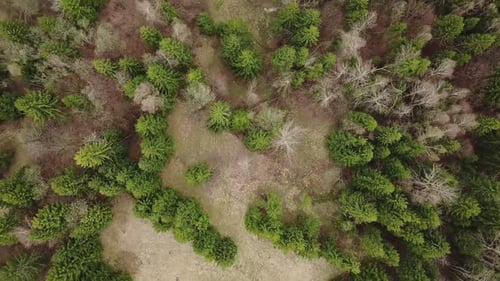 Aerial Forest