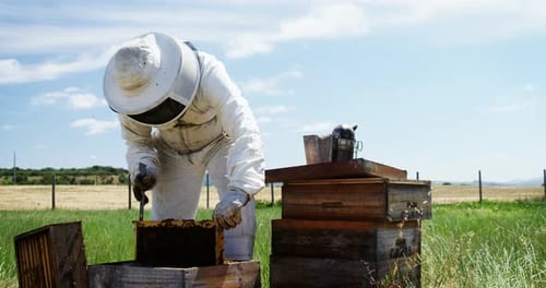 Beekeeper Inspecting Honeycomb Frame in Rural Apiary