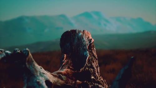 Old Tree Stump Trunk on the Hill at Sunset