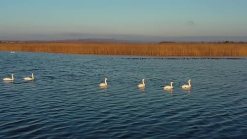 White Swans Swimming on Lake