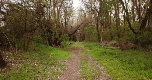 Walkway in the Early Spting Forest, Drone Point of View