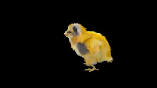 Animated Baby Chick Looks Around on Black Background
