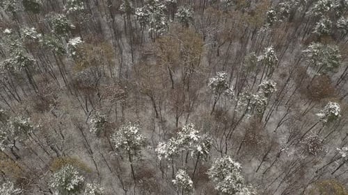 Descending on the snowed forest tree branches 4K drone footage