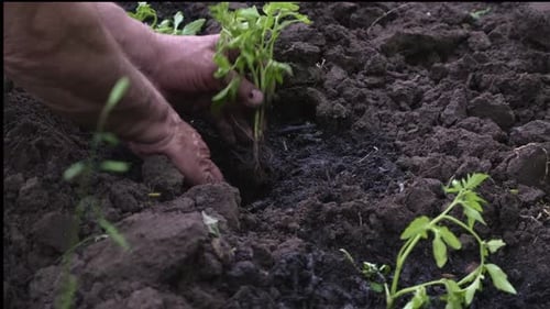 Farmer hands planting to soil tomato seedling in the vegetable garden. Male hands plant tomatoes