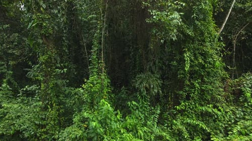 Lush Green Foliage in a Tropical Forest
